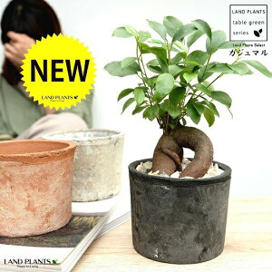 y3FzKW} i^Cvj F or F or F X|bg V_[^ eRb^ K炷 K̎  ܂̖ lQ f A  c c zCg  ϗt