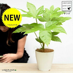 【お試し】 ヤツデ(八手) 白色 プラスチック鉢 4号 テングノハウチワ 天狗の羽団扇 掌型 植栽 庭木 庭園木 鉢植え 鉢 苗 苗木 観葉植物 白 ホワイト 丸 ラウンド プラ鉢 送料無料 ハッカク