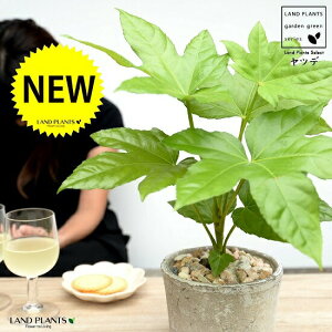 ヤツデ(八手) 白色 モスポット シリンダー型 テラコッタ鉢 【天然砕石】 テングノハウチワ 天狗の羽団扇 掌型 植栽 庭木 庭園木 ハッカクキンバン 八角金盤素焼 鉢植え 鉢 苗 苗木 白 ホワ