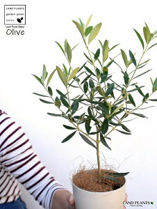 【お試し】 オリーブ 4号 (品種:おまかせ)白色 プラスチック鉢【ココファイバー】 オリーブ苗 苗木 苗 鉢植え 鉢 観葉植物 植物 植木 結婚式で両親へのプレゼント 結婚式の記念品 両親贈