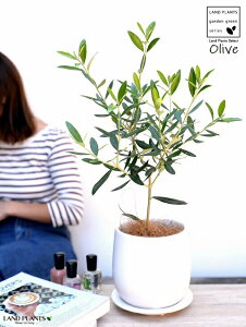 I[u Fhbv^ 픫 STCYyRRt@Co[EMEĕz I[uc c c A  ϗtA A A ŗeւ̃v[g ̋LOi eMtg 