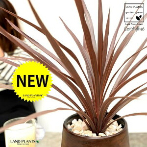 RfBl ibhX^[j Ebh yCg 픫 STCY yVRӐ΁EMEĕzCfBrTEԃhZiERWlEJ[[tEp[v^[ c c A  