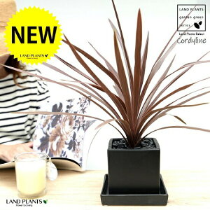 RfBl ibhX^[j F L[u^ 픫 STCY y΁EMEĕzCfBrTEԃhZiERWlEJ[[tEp[v^[ ubN p ` l