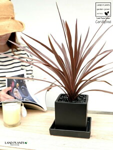 RfBl ibhX^[j F L[u^ 픫 STCY yߒq΁EMEĕzCfBrTEԃhZiERWlEJ[[tEp[v^[ ubN p `