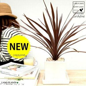 RfBl ibhX^[j F L[u^ 픫 STCY yVRӐ΁EMEĕzCfBrTEԃhZiERWlEJ[[tEp[v^[ zCg p `