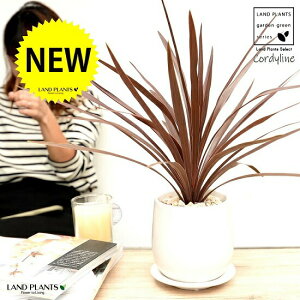 RfBl ibhX^[j F hbv^ 픫 STCY yVRӐ΁EMEĕzCfBrTEԃhZiERWlEJ[[tEp[v^[ zCg  E