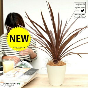 yz RfBl ibhX^[j F vX`bN 4 CfBrTEԃhZiERWlEJ[[tEp[v^[@AJhZiEE[cEoRjX