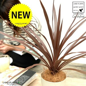 yz RfBl ibhX^[j F vX`bN 4 CfBrTEԃhZiERWlEJ[[tEp[v^[@AJhZiEE[cEoRjX