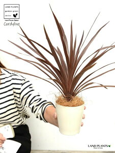 yz RfBl ibhX^[j F vX`bN 4 CfBrTEԃhZiERWlEJ[[tEp[v^[@AJhZiEE[cEoRjX