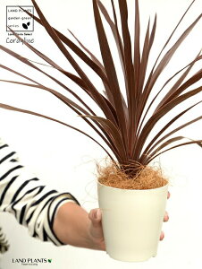 yz RfBl ibhX^[j F vX`bN 4 CfBrTEԃhZiERWlEJ[[tEp[v^[@AJhZiEE[cEoRjX