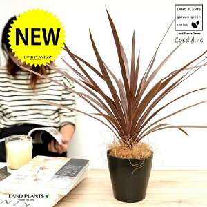 yz RfBl ibhX^[j F vX`bN 4 CfBrTEԃhZiERWlEJ[[tEp[v^[@AJhZiEE[cEoRjX