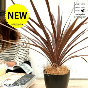 yz RfBl ibhX^[j F vX`bN 4 CfBrTEԃhZiERWlEJ[[tEp[v^[@AJhZiEE[cEoRjX