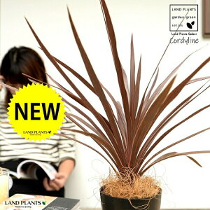 yz RfBl ibhX^[j F vX`bN 4 CfBrTEԃhZiERWlEJ[[tEp[v^[@AJhZiEE[cEoRjX