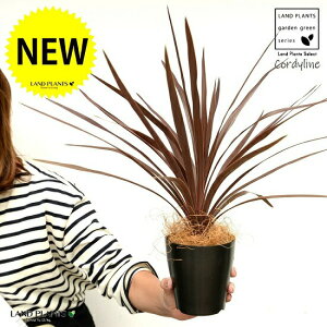 yz RfBl ibhX^[j F vX`bN 4 CfBrTEԃhZiERWlEJ[[tEp[v^[@AJhZiEE[cEoRjX