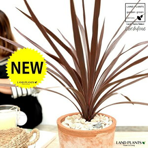 RfBlibhX^[j F X|bg V_[ 픫 yVRӐ΁EĕzA  c c  eRb^ ی`  uE IW F   RP ϗtA oRj