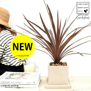 RfBl ibhX^[j Zg L[u^ 픫 yo[NEMEĕzCfBrTEԃhZiERWlEJ[[tEp[v^[Zg O[ RN[