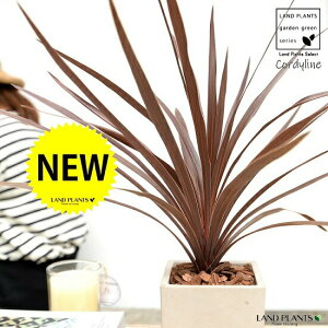 RfBl ibhX^[j Zg L[u^ 픫 yo[NEMEĕzCfBrTEԃhZiERWlEJ[[tEp[v^[Zg O[ RN[