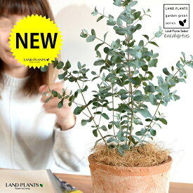 ユーカリ （グニー） 茶色 モスポット シリンダー 陶器鉢 【ココファイバー・育て方】素焼 鉢植え 陶器 テラコッタ鉢 テラコッタ MOSSPOT 苗 苗木 ユーカリの木 ユーカリプタス コアラ 茶 ブラウン オレンジ オーストラリア 観葉植物 送料無料