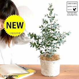 ユーカリ （グニー） 白色 モスポット シリンダー 陶器鉢 【ココファイバー・育て方】素焼 鉢植え 陶器 テラコッタ鉢 テラコッタ MOSSPOT 苗 苗木 ユーカリの木 ユーカリプタス コアラ 白 ホワイト 灰 グレー オーストラリア 観葉植物 送料無料