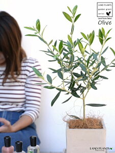 I[u Zg L[u^ 픫yRRt@Co[EMEĕz I[uc c c A  ϗtA A A ŗeւ̃v[g ̋LOi eMtg 