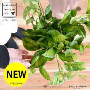 yFEfUC܂z|gXiO[oO[j 5 nMO|bg yRRt@Co[z A  c c  ݔ ݂蔫 nMO ϗtA ϗt