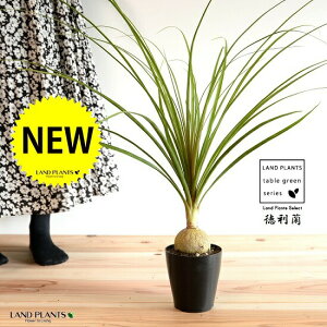 gbNFitj 4 F vX`bN ynCh{[z |j[e[ mi c c A A  ubN  v 12cm ϗtA