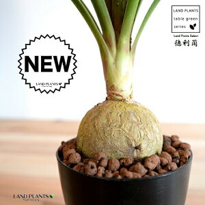 gbNFitj 4 F vX`bN ynCh{[z |j[e[ mi c c A A  ubN  v 12cm ϗtA