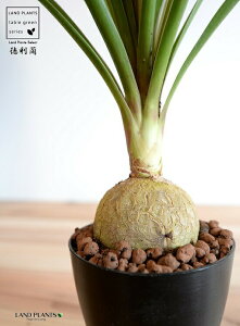 gbNFitj 4 F vX`bN ynCh{[z |j[e[ mi c c A A  ubN  v 12cm ϗtA