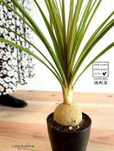 gbNFitj 4 F vX`bN ynCh{[z |j[e[ mi c c A A  ubN  v 12cm ϗtA