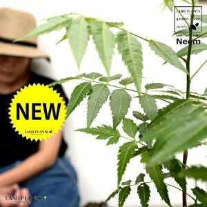 yz ~Nj[i̖؁j 4 F vX`bN Ղ̖ j[ A j[IC xh ChZ_ AUWN` AAUWN^  A c c 