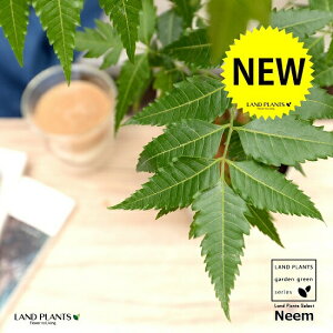 yz ~Nj[i̖؁j 4 F vX`bN Ղ̖ j[ A j[IC xh ChZ_ AUWN` AAUWN^  A c c 