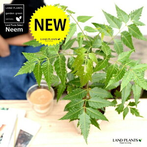 yz ~Nj[i̖؁j 4 F vX`bN Ղ̖ j[ A j[IC xh ChZ_ AUWN` AAUWN^  A c c 