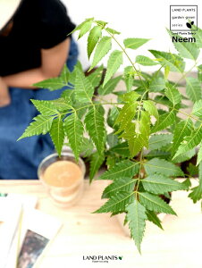 yz ~Nj[i̖؁j 4 F vX`bN Ղ̖ j[ A j[IC xh ChZ_ AUWN` AAUWN^  A c c 