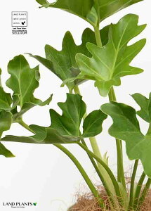 yz Z[ 4 F vX`bN yRRt@Co[z qgfJY tBfh TgC c c  v vX`bN Aؔ ϗt ϗtA ^ zCg  12cm