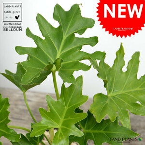 Z[itBfhj F X|bg V_[^ 픫yVRӐ΁Eĕz tBfhZ[ TgC A  f fĔ eRb^ MOSSPOT ubN  D O