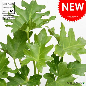 Z[itBfhj F X|bg V_[^ 픫yVRӐ΁Eĕz tBfhZ[ TgC A  f fĔ eRb^ MOSSPOT  zCg AC{