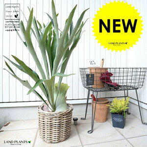 �R�E���������i�����j ��D�胉�^�� �o�X�P�b�g �V�����_�[�^ �y�o�X�P�b�g�E��ĕ��z ��^ ���A�� �� �c �c�� ���^�� �� �U �� �J�S ���� �o�X�P�b�g �ϗt�A�� �ϗt �V�_ �V�_�A�� ���� ����