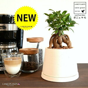 ܂ij xmR^ e NC|bg MTCYiyj ynChEMEĕz K̎ 삪h KW}  A Aؔ  ĕ c c ^ xm xmR