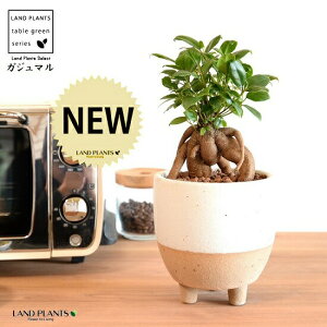 ܂ij t c[g|bg MTCYi×j ynChEĕz K̎ 삪h KW}  A Aؔ  ĕ c c O O{ rt f  