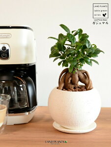 ܂ij {[^ e NC|bg MTCYiyj ynChEMEĕz K̎ 삪h KW}  A Aؔ  ĕ c c ی^  {[ f