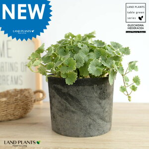 グレコマ(バリエガータ:斑入り) 黒色 モスポット シリンダー型 陶器鉢 【黄色小石・育て方】MOSSPOT テラコッタ 素焼 グランドアイビー カキドオシ セイヨウカキドオシ 西洋垣通し 鉢 鉢