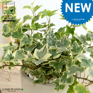 ACr[ij Zg V_[^ 픫 yF΁EMEĕzn[gACr[ wf 鐫A A  Zg DF D O[ ˂  Eh  