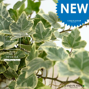 ACr[ij Zg V_[^ 픫 yF΁EMEĕzn[gACr[ wf 鐫A A  Zg DF D O[ ˂  Eh  