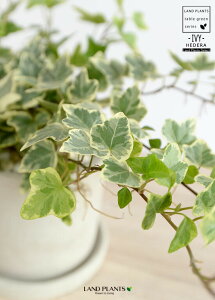 ACr[ij Zg V_[^ 픫 yF΁EMEĕzn[gACr[ wf 鐫A A  Zg DF D O[ ˂  Eh  