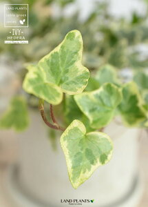 ACr[ij Zg V_[^ 픫 yF΁EMEĕzn[gACr[ wf 鐫A A  Zg DF D O[ ˂  Eh  