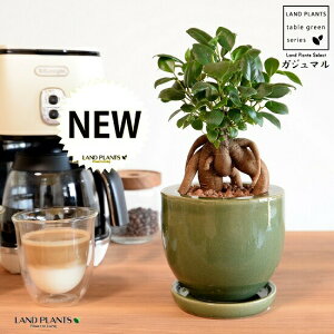 ܂ij L|bg ֖ 픫 ΐF ynChEMEĕz K̎ 삪h KW}  A Aؔ  ĕ c c Eh KX 