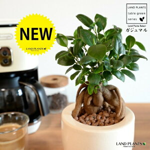 ܂ij L|bg ֖ 픫 F ynChEMEĕz K̎ 삪h KW}  A Aؔ  ĕ c c Eh KX 