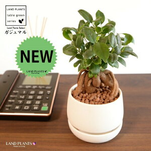 ܂ijM̎ o[^ 픫 }bgzCg ynChEMEĕz K̎ 삪h KW}  A Aؔ  ĕ c c  }bg  z