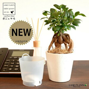 yʋz ܂ijJbv^ e NC|bg Ci[Jbvtiyj yRRt@Co[Eĕz K̎ 삪h KW}  A Aؔ  ĕ f