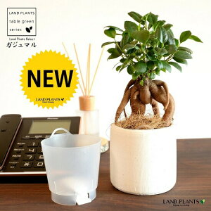 yʋz ܂ijV_[^ e NC|bg Ci[Jbvtiyj yRRt@Co[Eĕz K̎ 삪h KW}  A Aؔ  ĕ